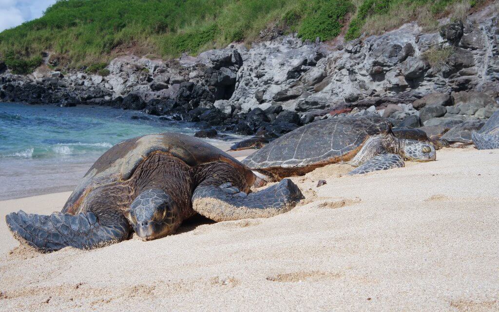 green sea turtle on the beach