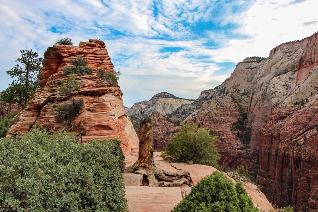 tree stump on a hiking trail in Zion